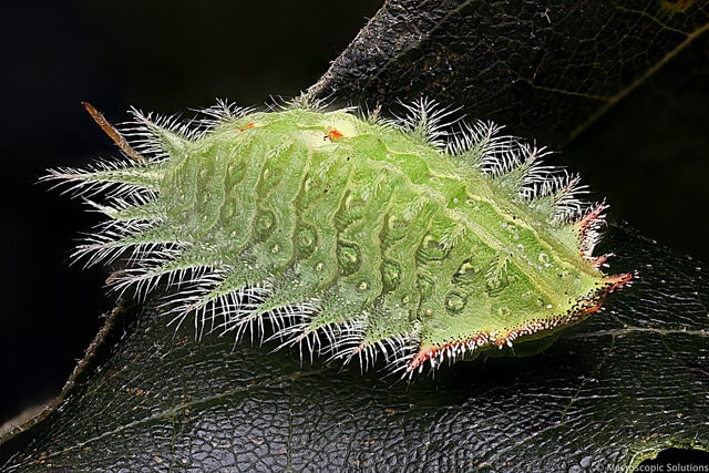 slug moth caterpillar