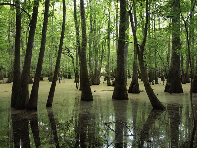 congaree national park