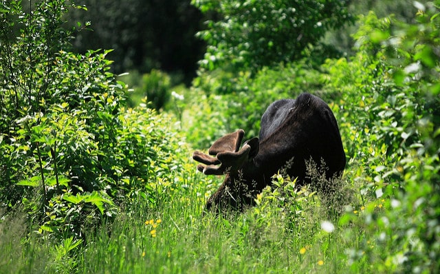 Isle Royale National Park