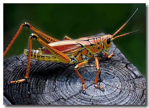 eastern lubber grasshopper