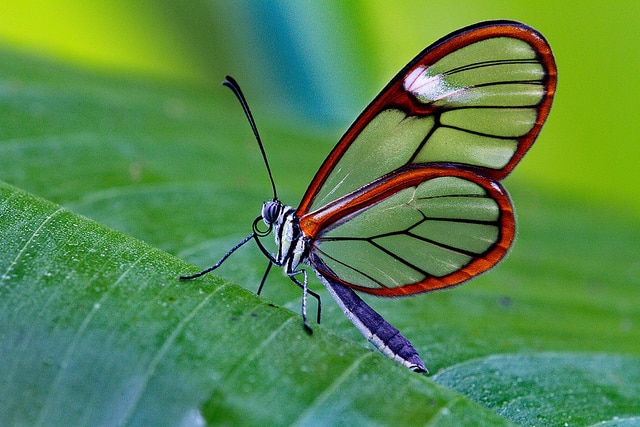 glasswinged butterfly