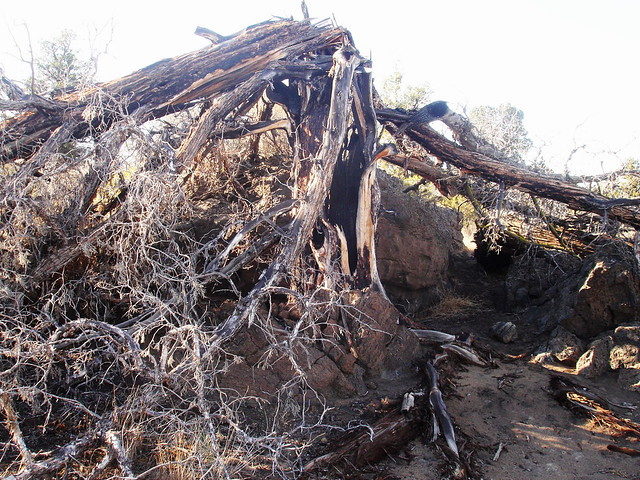 tree struck by lightning