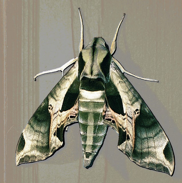 pandorus sphinix moth