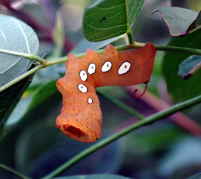 pandorus sphinix moth caterpillar