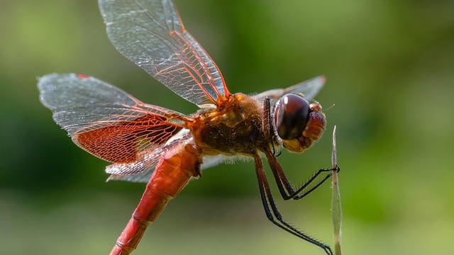 red saddlebag dragonfly