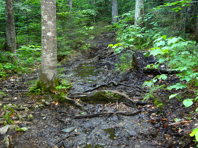 muddy trail in spring