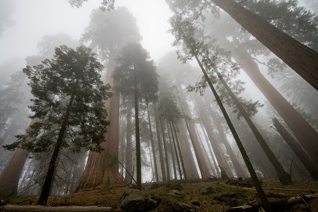 kings canyon national park