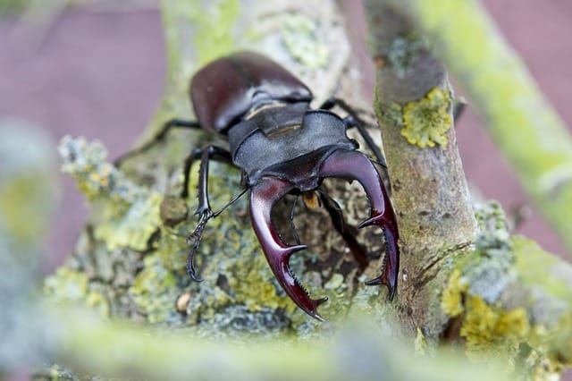 3 stag beetle