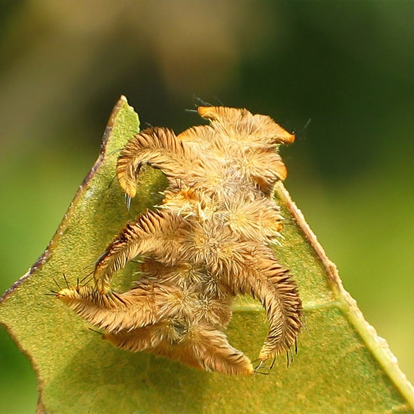 hag moth caterpillar