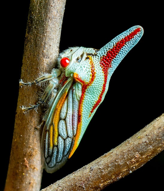 4 oak treehopper 1