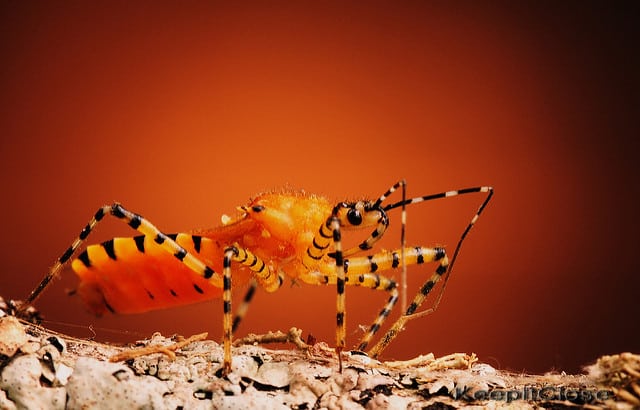 orange assassin bug