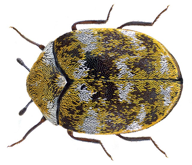 carpet beetle