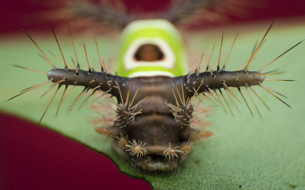 saddleback moth caterpillar