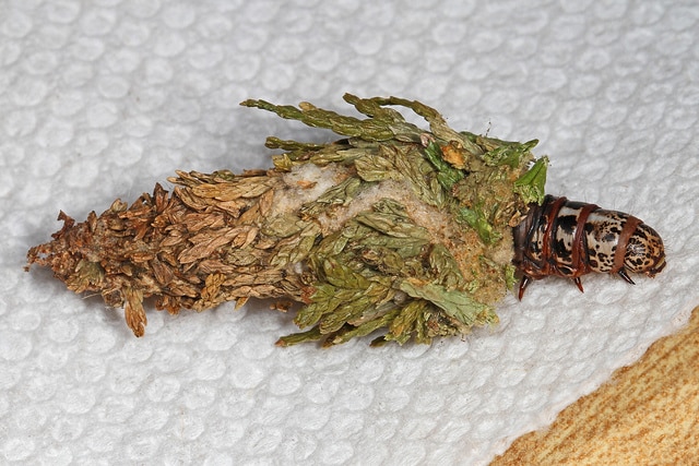 evergreen bagworm moth caterpillar