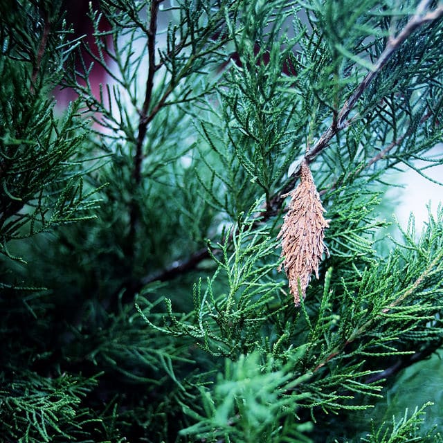 evergreen bagworm moth caterpillar