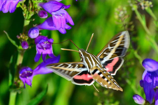 hummingbird moth