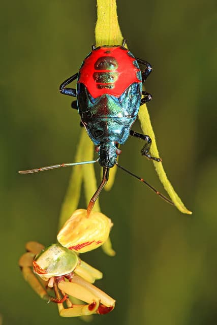 florida predatory stink bug