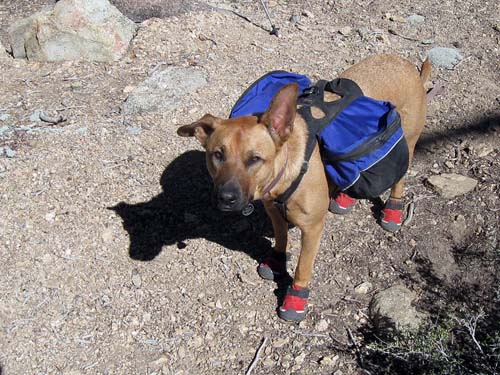 hiking dog in booties