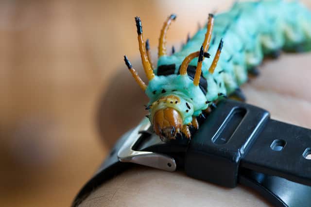 hickory horned devil caterpillar