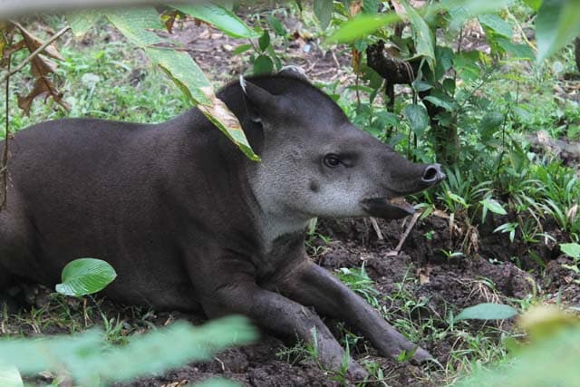 tapir