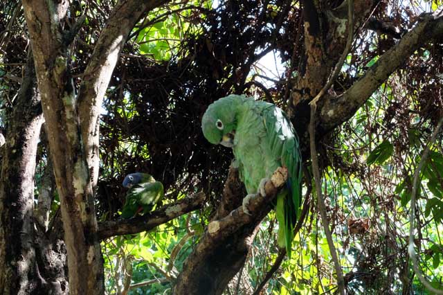 parrot in jungle of Peru