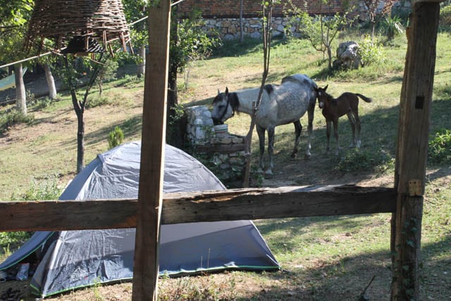 alpike ranch Peja