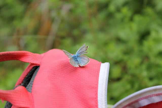 butterfly in Rugova Gorge