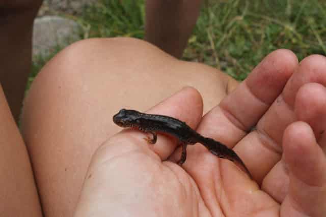 salamander in Rugova