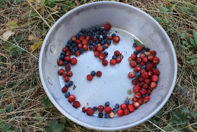 Rugova wild berries