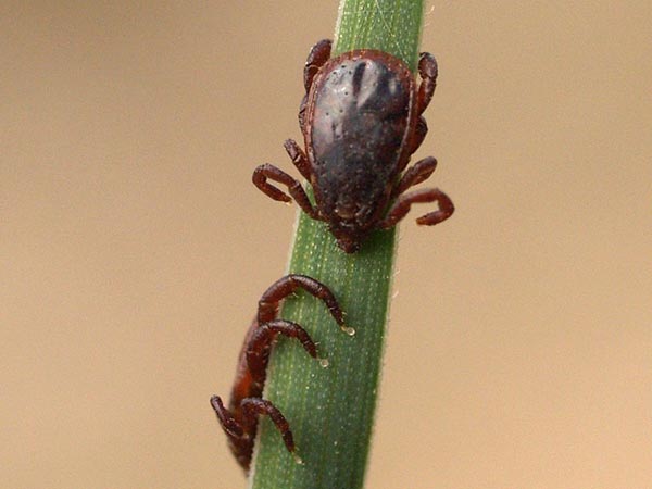 Rhipicephalus sanguineus ticks