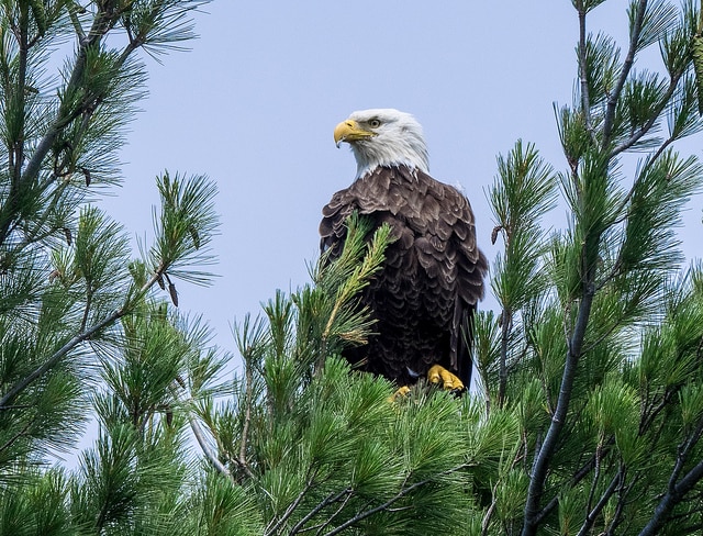 Voyageurs national park