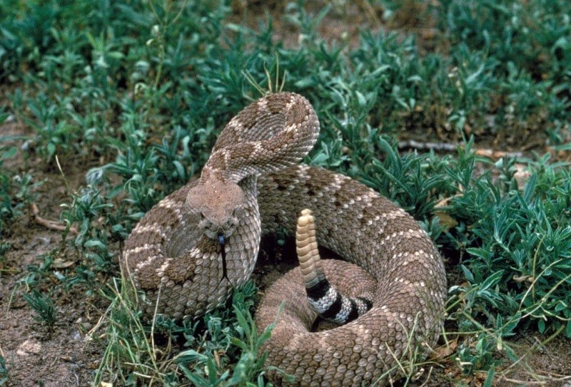 Western diamondback rattlesnake