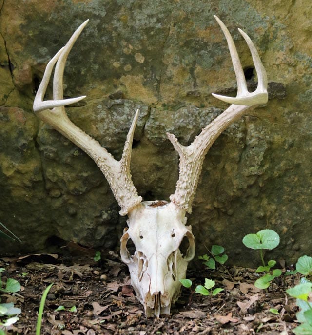 antlers bleached white by sun