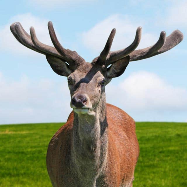 velvet antlers on deer