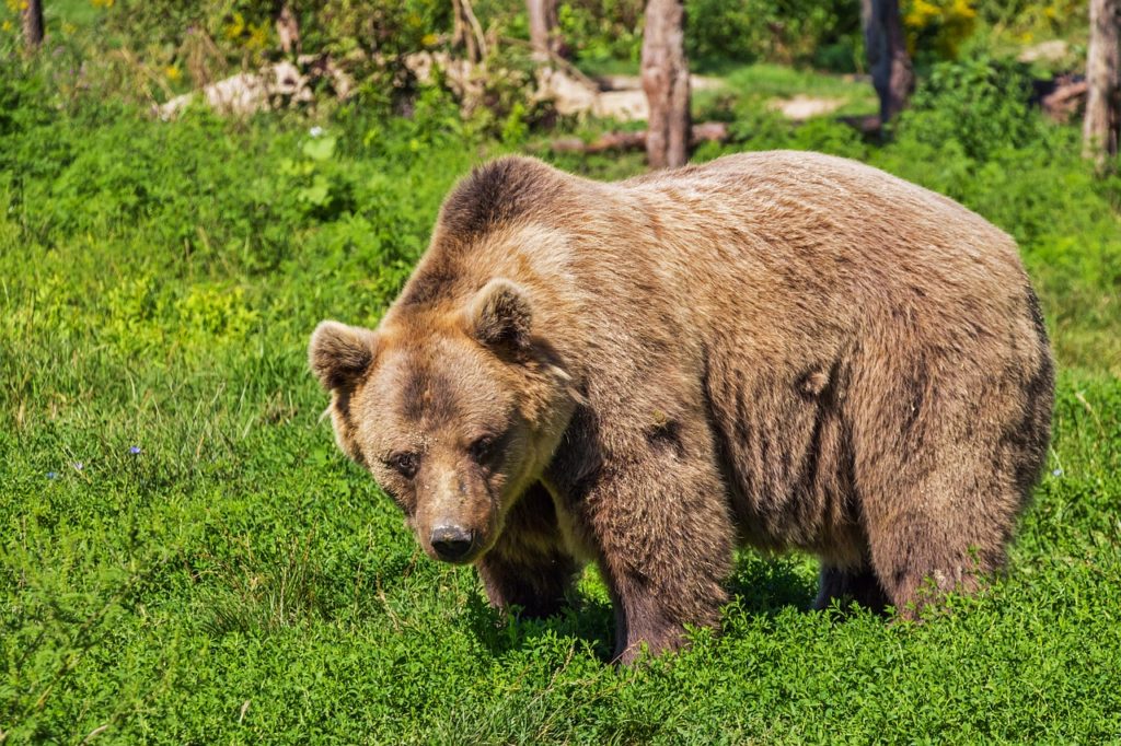 brown bear