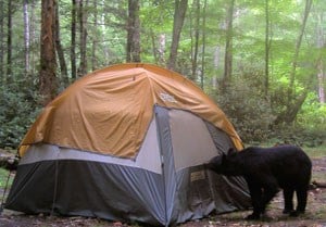 bear searching for food in a tent