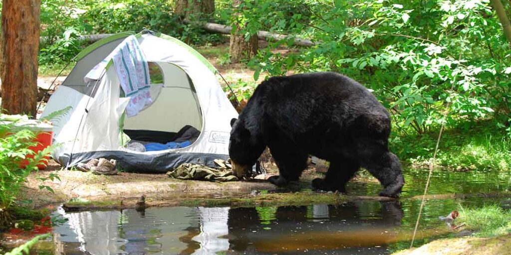 keep bears away from campsite