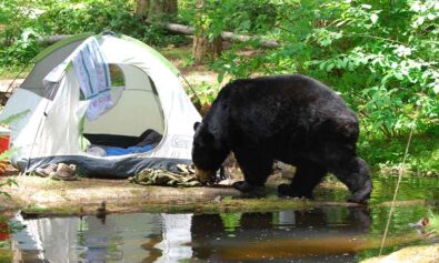 keep bears away from campsite