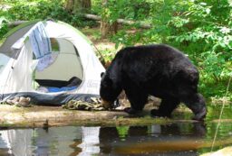 bear safety outdoors