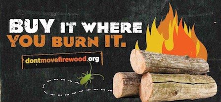 why not bring your own firewood camping