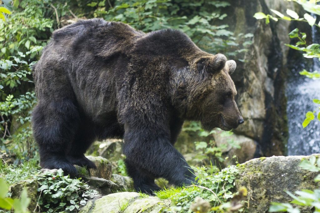 brown bear color