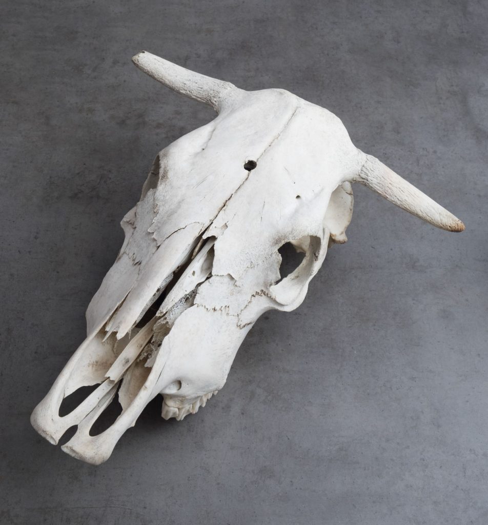 whitened cow skull