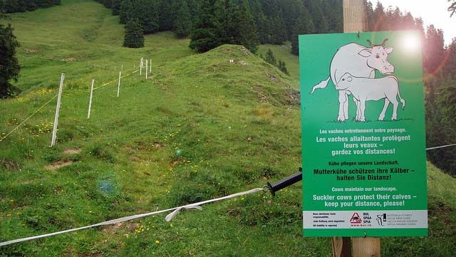 cow danger sign in Switzerland