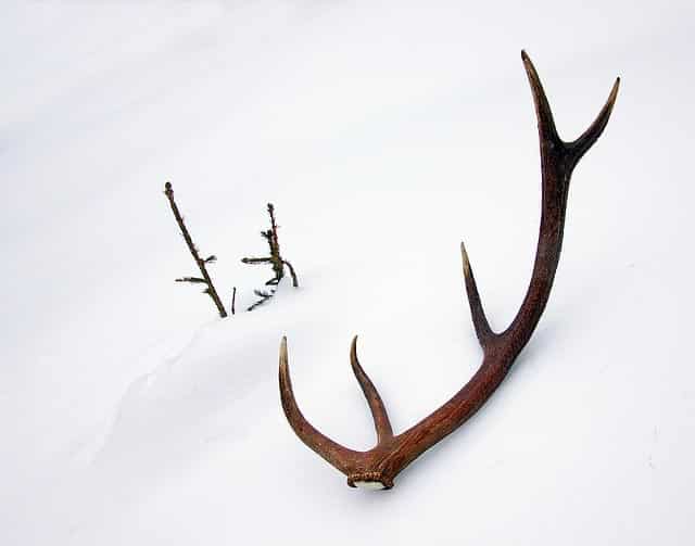 antlers in snow