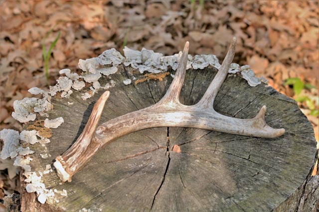 shed deer antler