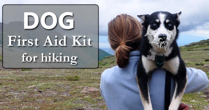 dog first aid kit for hiking