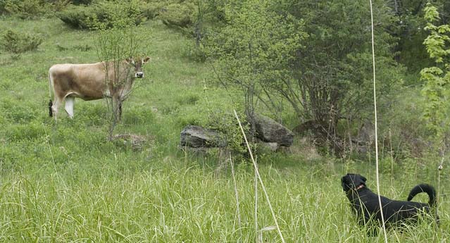 dogs and cow attacks