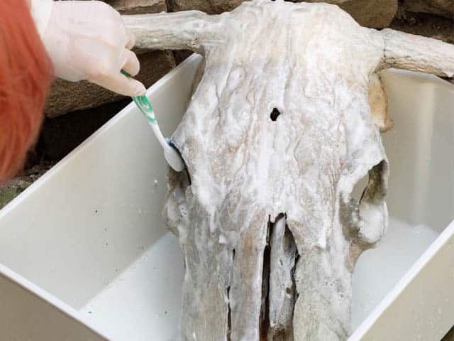 Applying the paste to the skull. It started foaming quickly, but the paste didn't fall off.