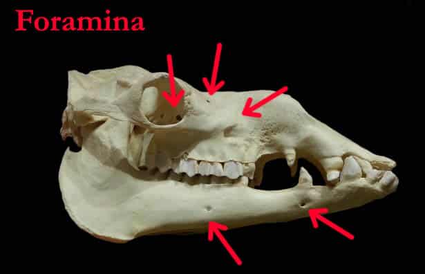 foramina of the skull