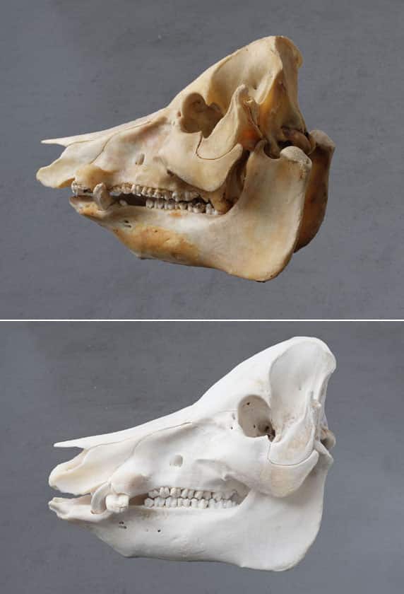 degreased pig skull